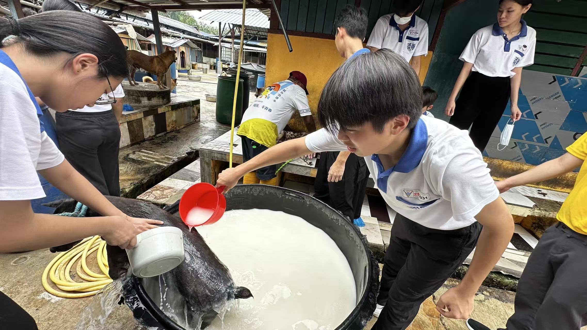 学生为园内的流浪狗洗澡及进行照护。